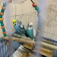 مرق عشق سالم سرحال