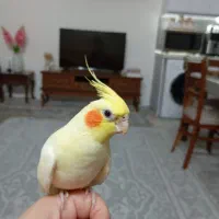 عروس هلندی زعفرانی