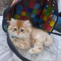 حیوانات