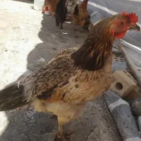 5عدد مرغ محلی تخمگذار درجه یک