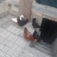 ۴عدد مرغ تخم گذارسالم