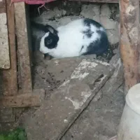 خرگوش