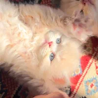 بچه گربه بریتیش کمیاب(چشم آبی و سبز)کاراملی