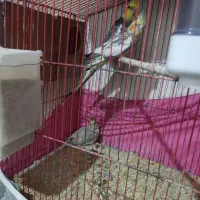 جفت عروس هلندی با جوجه
