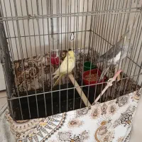 جفت عروس هلندی به همراه قفس