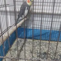 عروس هلندی