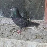 چپ کلاغ دم یهودی سار سینه طوقی