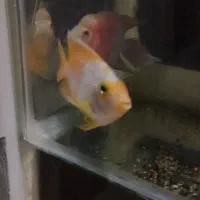 ماهی معاوضه با پرنده