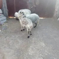 میش بره