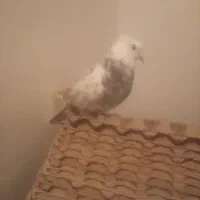 کبوتر
