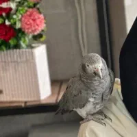 طوطی کاسکو