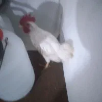 خروس