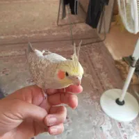 عروس هلندی