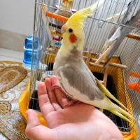 عروس هلندی