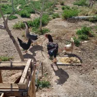 حیوانات|حیوانات مزرعه|دلیجان, |دیوار