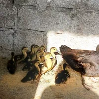 بچه اردک اسرائیلی