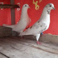 کبوتر پرشی