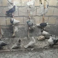 کفتر|پرنده|مشهد, حضرت حجت|دیوار
