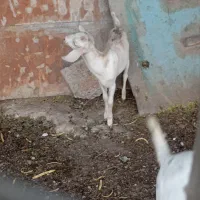 کهره نر ۲ تا
