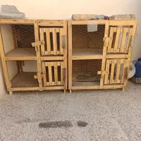 دو عدد جفت کن کبوتر در حد نو