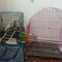 پرنده