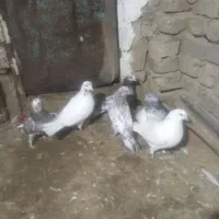 کبوتر پرشی ۶تا