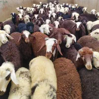 توجه توجه 500 راس دام زنده وارد مشهد شده کیفیت دار
