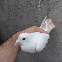 ماده دم زرد...با پلاکی