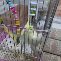 عروس هلندی ماده