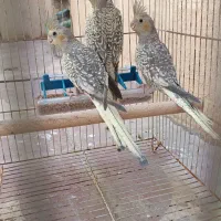 سه تا عروس هلندی