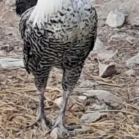 خروس براکل