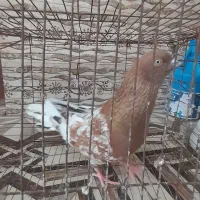 تاپ، کله سبز، طوقی