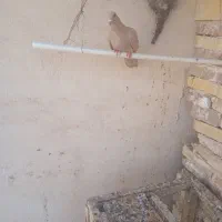 کبوتر
