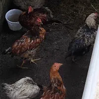 خروس نیمچه
