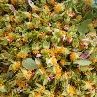 کاسبرگ گل محمدی.