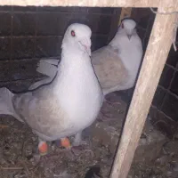 یک جفت پشت زردگراف ذات دار به ضمانت تخم و جوجه
