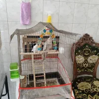 عروس هلندی جفت مولد