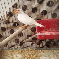 فنج نر سفید کار داده معاوزه با فنج ماده