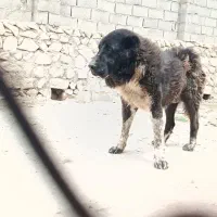 سگ نگهبان