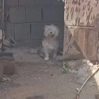 سگ پاکوتاه خانگی فروشی