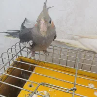 گوگولو