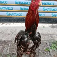 خروس|حیوانات مزرعه|رشت, حومه رشت|دیوار