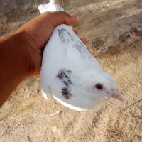 گروه کبوتر