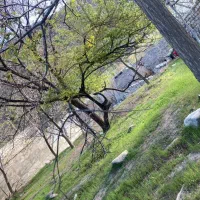 باغ-دلفارد-گربه-بعد-از-در-مانگاه