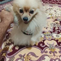 سگ پا کوتاه پشمی