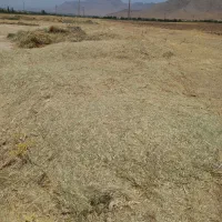 کاه علفی