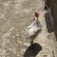 خروس جوجه رنگی