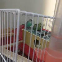 مرغ عشق|پرنده|مشهد, کوشش|دیوار