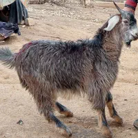 قصابی بره و چپش پرواری ییلاق