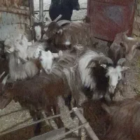 کره نروماده ندوشنی  مخصوص قربانی